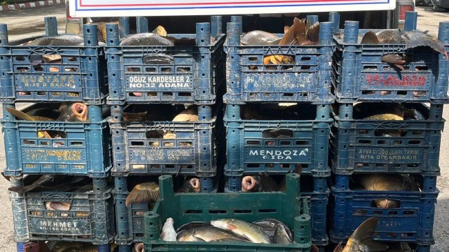 Elazığ’da Kaçak Avlanan 1 Ton 400 Kilo Balık Ele Geçirildi