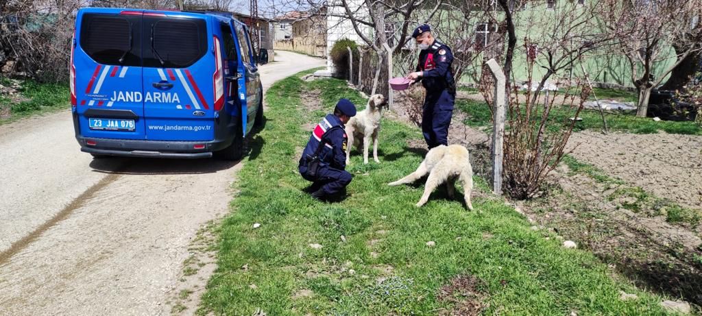 SOKAK HAYVANLARI YALNIZ BIRAKILMADI
