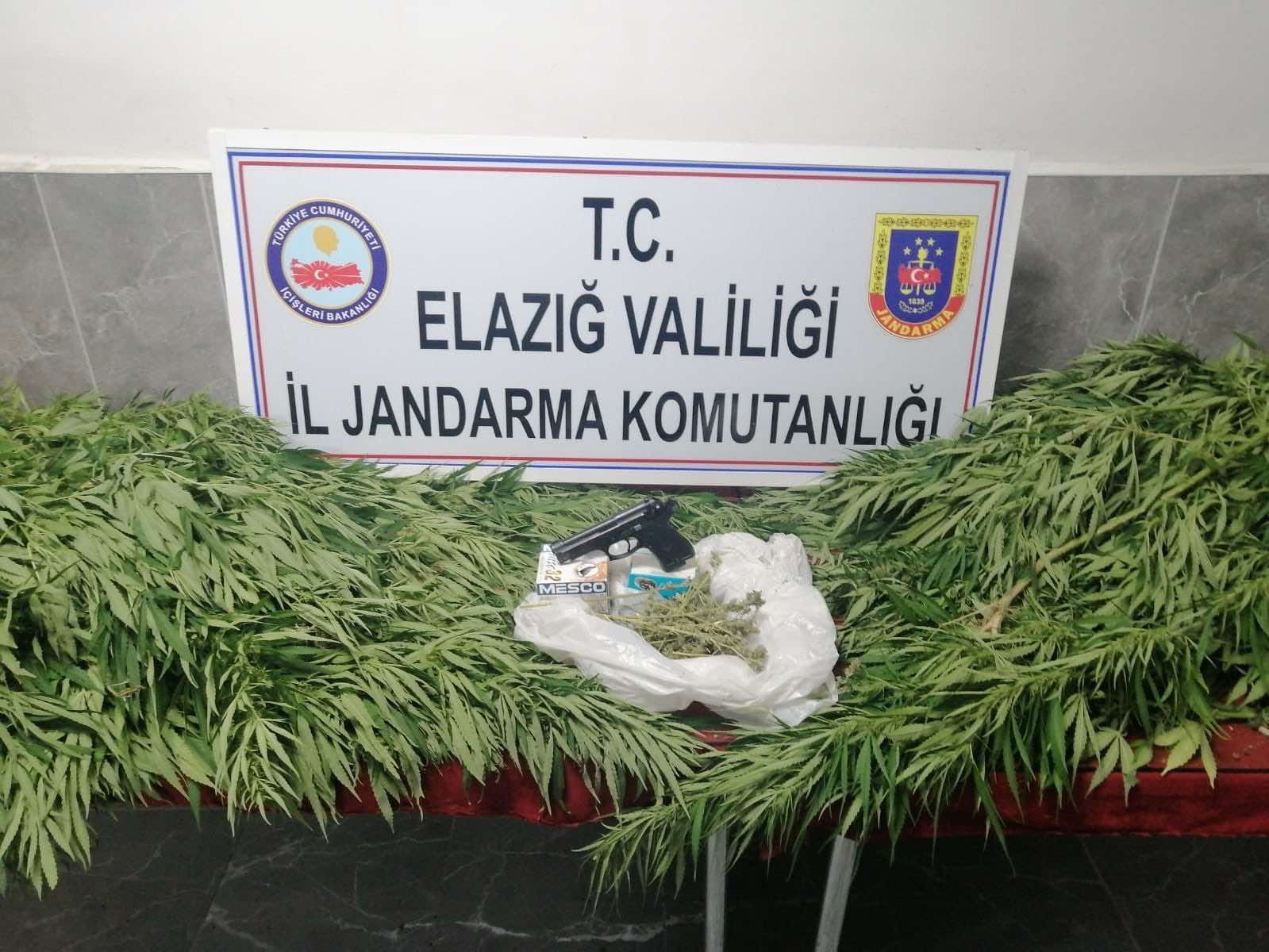 ELAZIĞ’DA EVİN DAMINDA ESRAR YETİŞTİREN ŞÜPHELİYE JANDARMADAN BASKIN