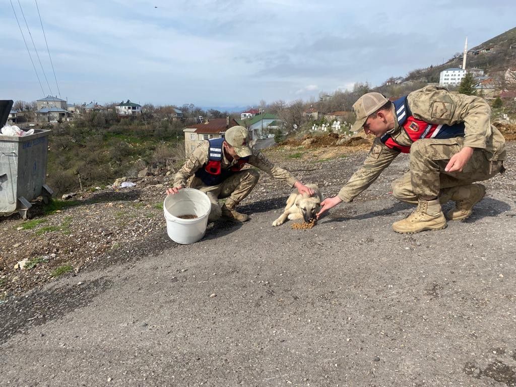 JANDARMA EKİPLERİ SOKAK HAYVANLARINI UNUTMUYOR