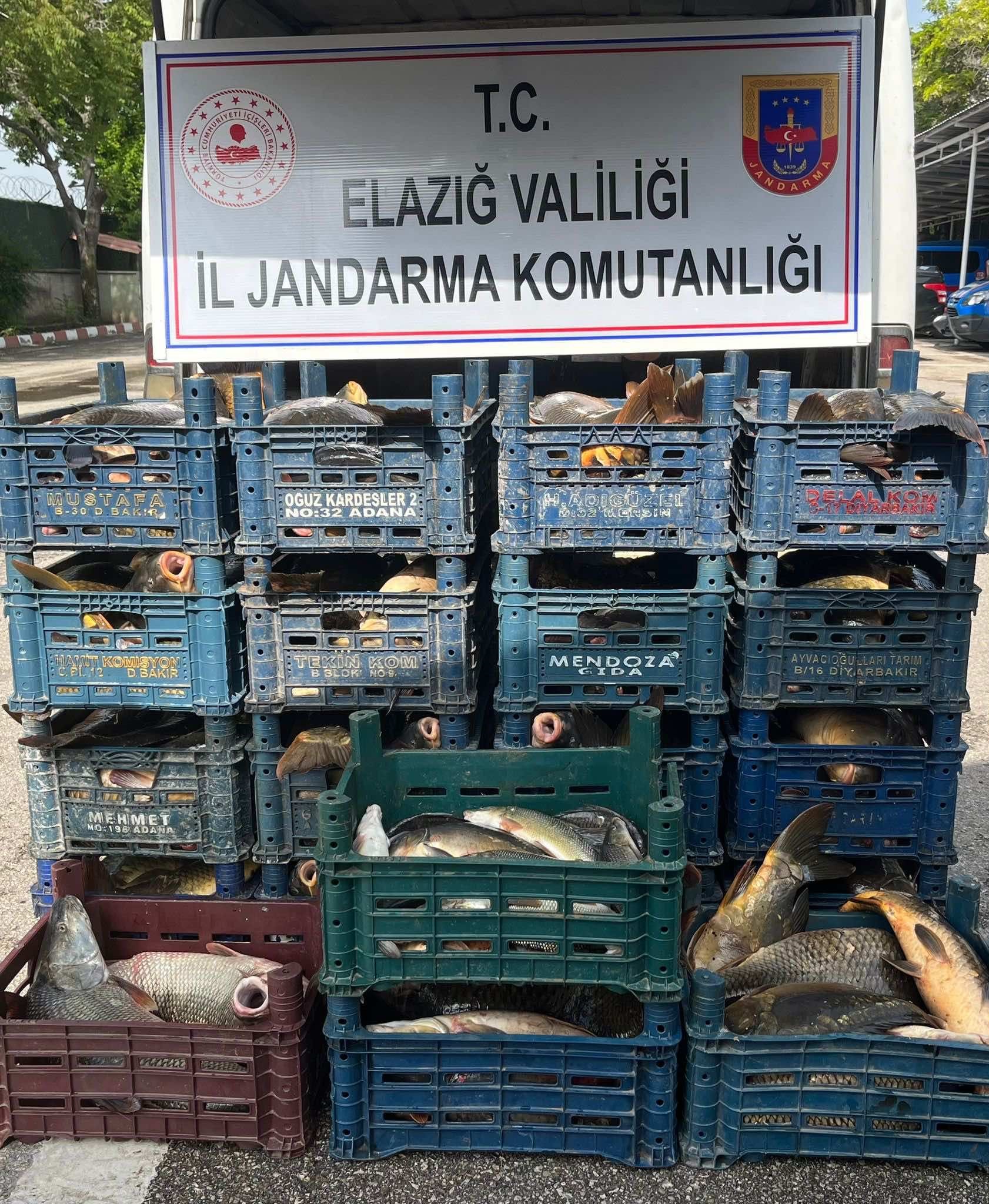 Elazığ’da Kaçak Avlanan 1 Ton 400 Kilo Balık Ele Geçirildi