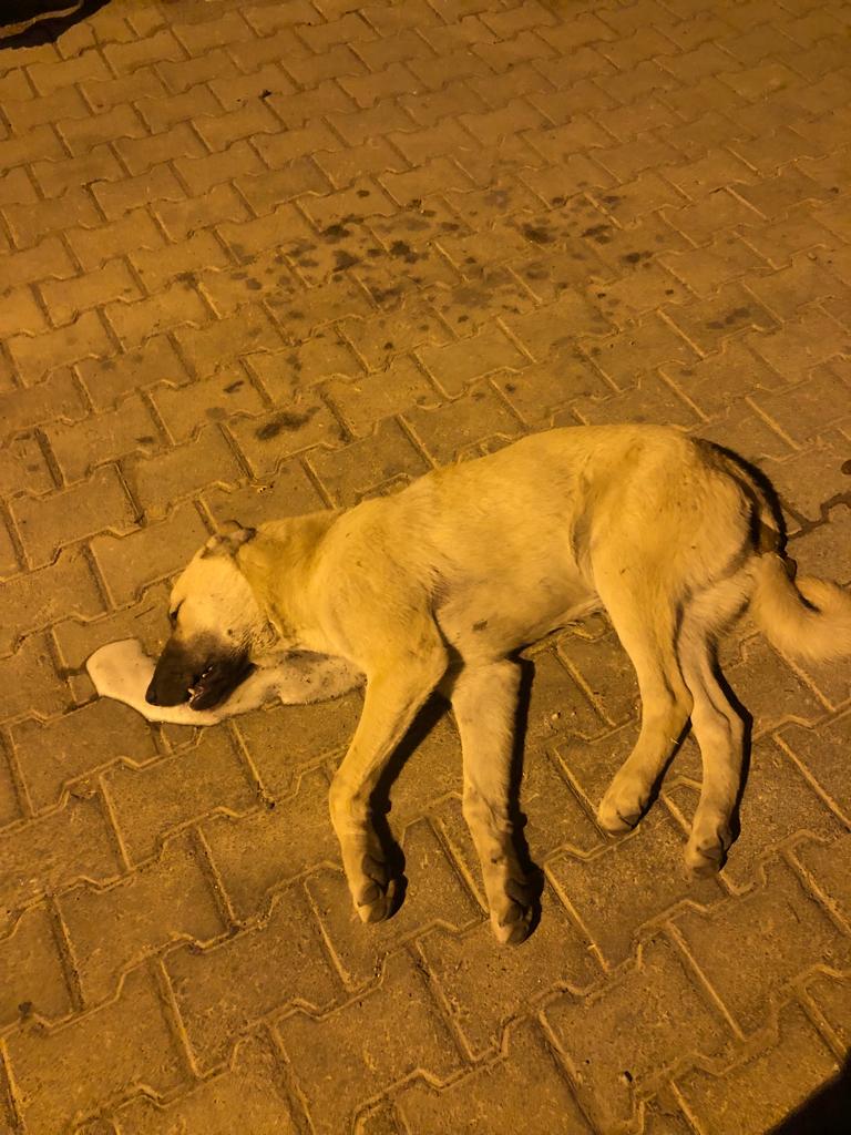 AĞIN’DA ZEHİRLENEREK ÖLDÜRÜLEN KÖPEKLER HAYVANSEVERLERİN TEPKİSİNE YOL AÇTI
