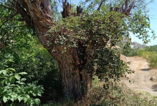Baskil’de Söğüt ağacı vişne doğurdu…..
