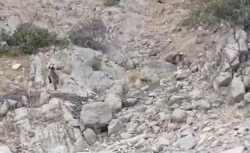 BALIKÇI’NIN KAMERASINA YANSIYAN GÖRÜNTÜ TÜM DOĞA SEVERLERİN İLGİSİNİ ÇEKTİ