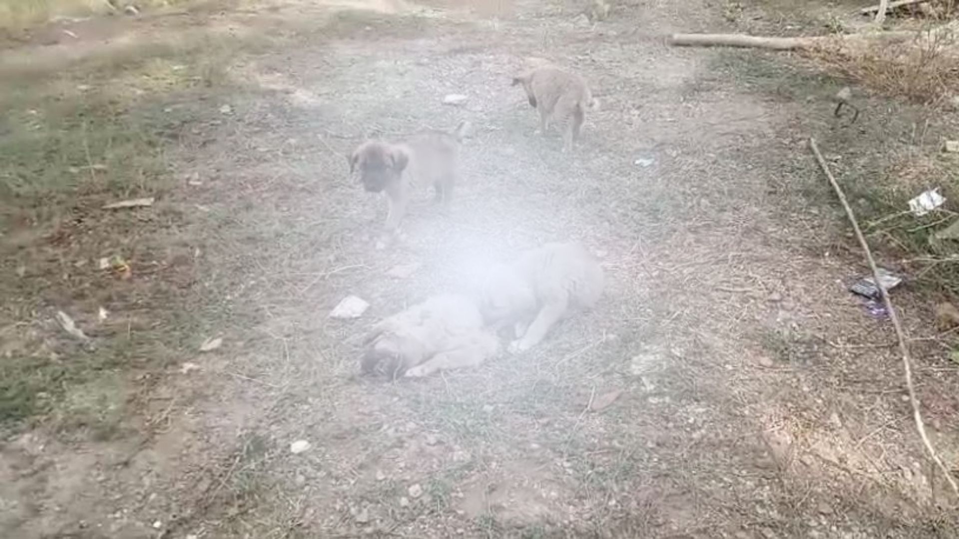 Işıktepe köyünde aç kalan köpekler birbirini parçalayarak yedi