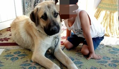 Ağın Dibekli Köyü’nde pompalı tüfekle köpeği öldürülen vatandaş isyan etti….