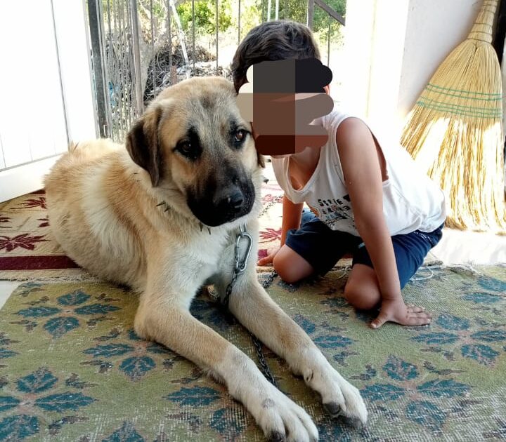 Ağın Dibekli Köyü’nde pompalı tüfekle köpeği öldürülen vatandaş isyan etti….