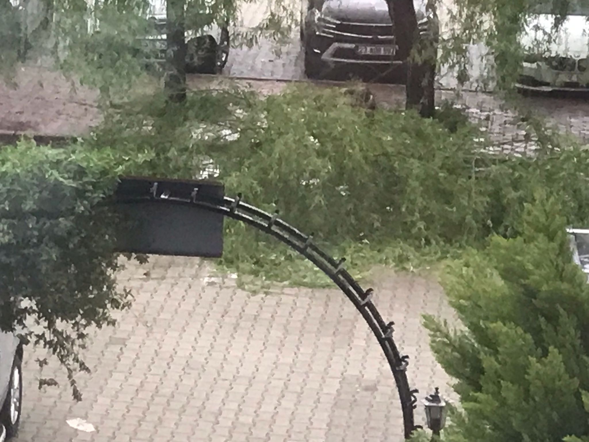 Elazığ’da Fırtına Ağaçları Devirdi