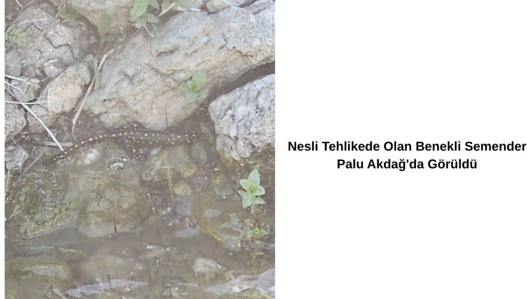 Nesli Tehlikede Olan Benekli Semender Palu Akdağ’da Görüldü