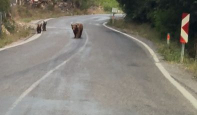 OVACIK YOLUNDA AYILARLA KARŞILAŞAN BİR GURUP ARKADAŞIN TEPKİSİ YÜZLERİ GÜLDÜRDÜ