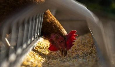 Tavuk eti üretimi 229 bin 965 ton, tavuk yumurtası üretimi 1,68 milyar adet oldu