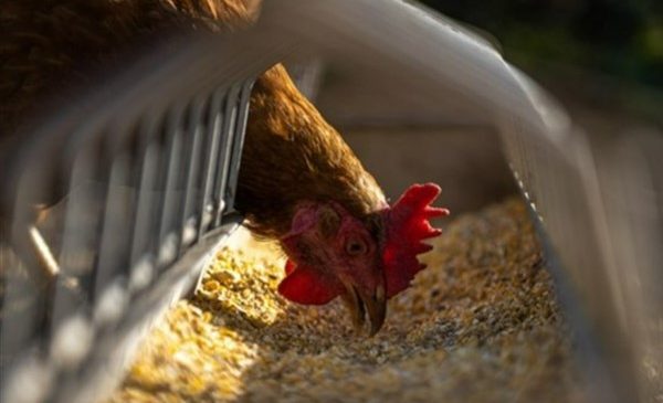 Tavuk eti üretimi 229 bin 965 ton, tavuk yumurtası üretimi 1,68 milyar adet oldu