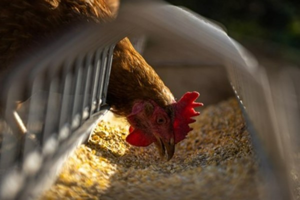 Tavuk eti üretimi 229 bin 965 ton, tavuk yumurtası üretimi 1,68 milyar adet oldu