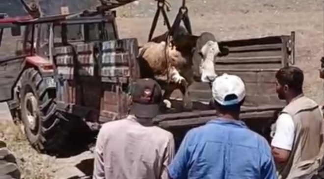 Kovancılar’da Dere Yatağına Düşen İnek, İl Özel İdaresi Ekiplerince Kurtarıldı