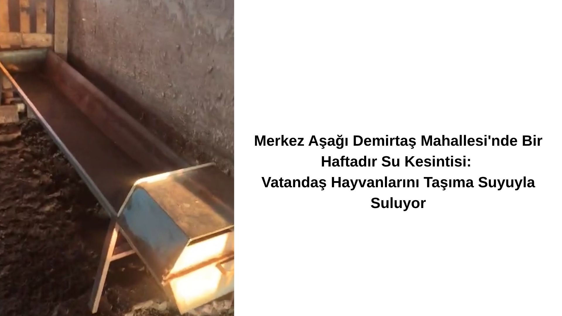 Merkez Aşağı Demirtaş Mahallesi’nde Bir Haftadır Su Kesintisi: Vatandaş Hayvanlarını Taşıma Suyuyla Suluyor