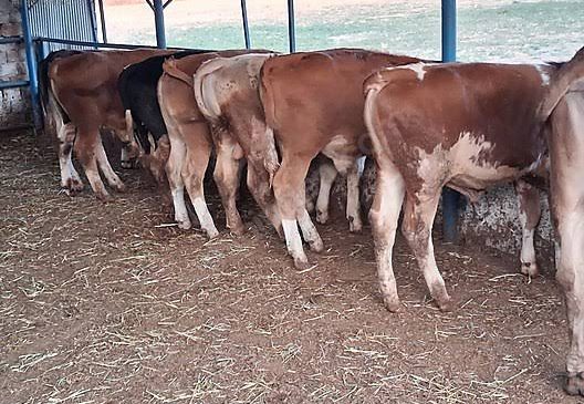 Elazığlı besicilerden uyarı:” Elazığ’da besilik dana bulmak zorlaştı.”
